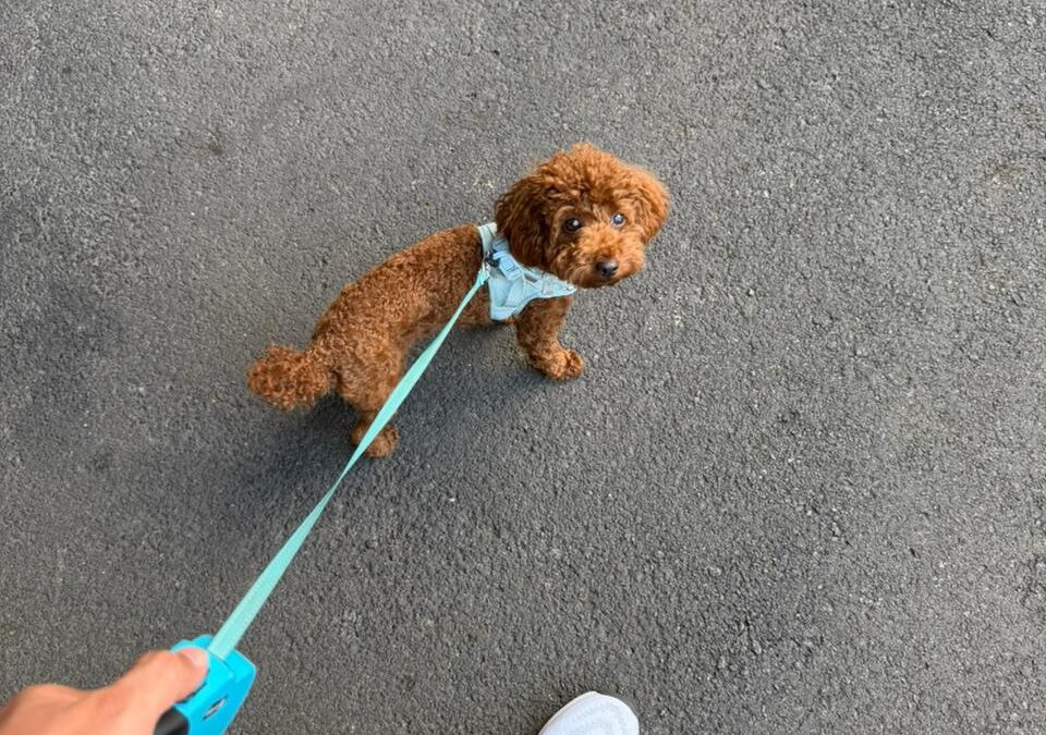 Este no es el post que tenía pensado escribir